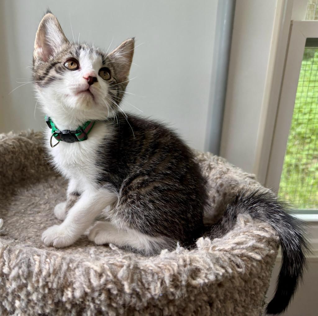 Fred, a ADOPTABLE Domestic Short Hair in Ashland, OH image 1/4