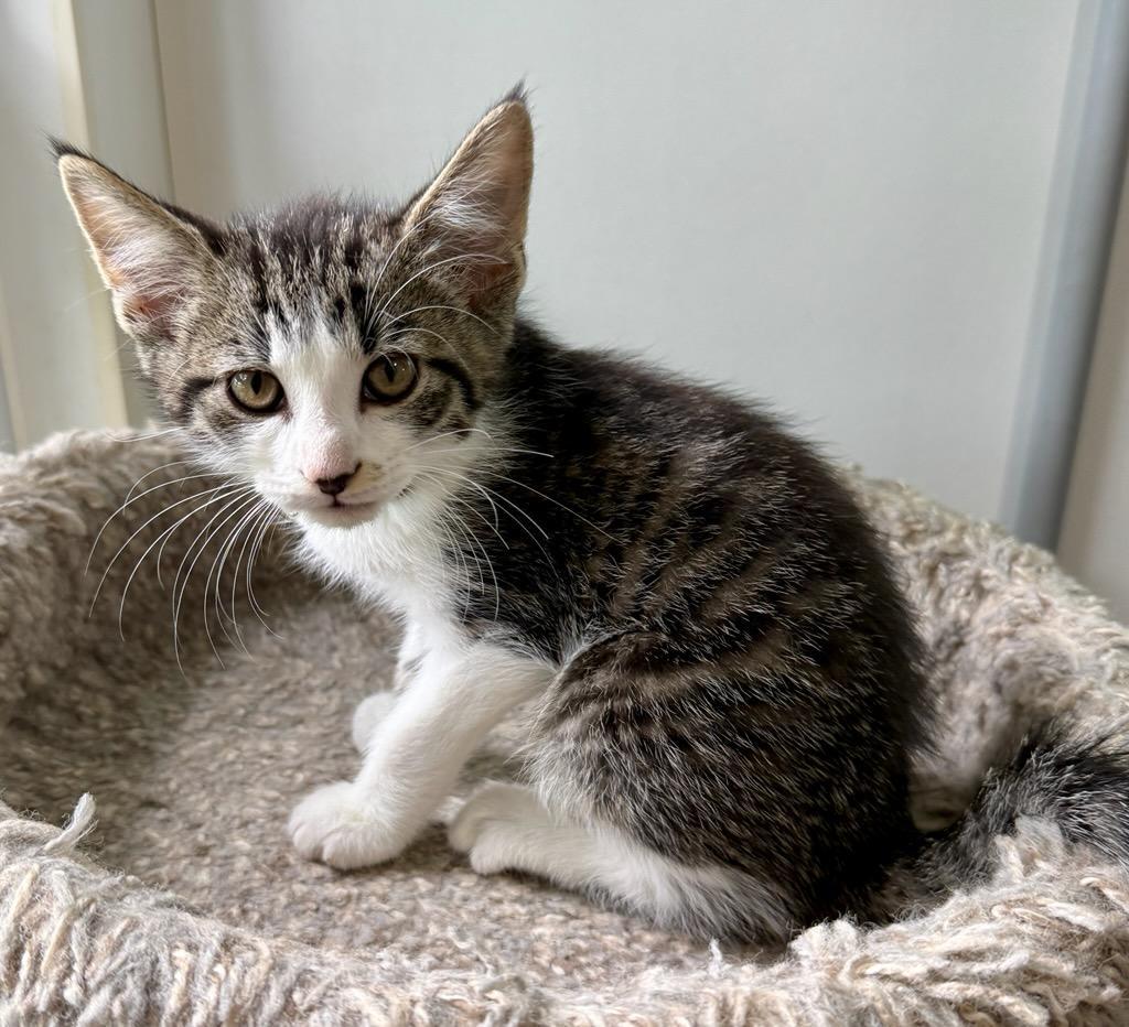 Fred, a ADOPTABLE Domestic Short Hair in Ashland, OH image 4/4