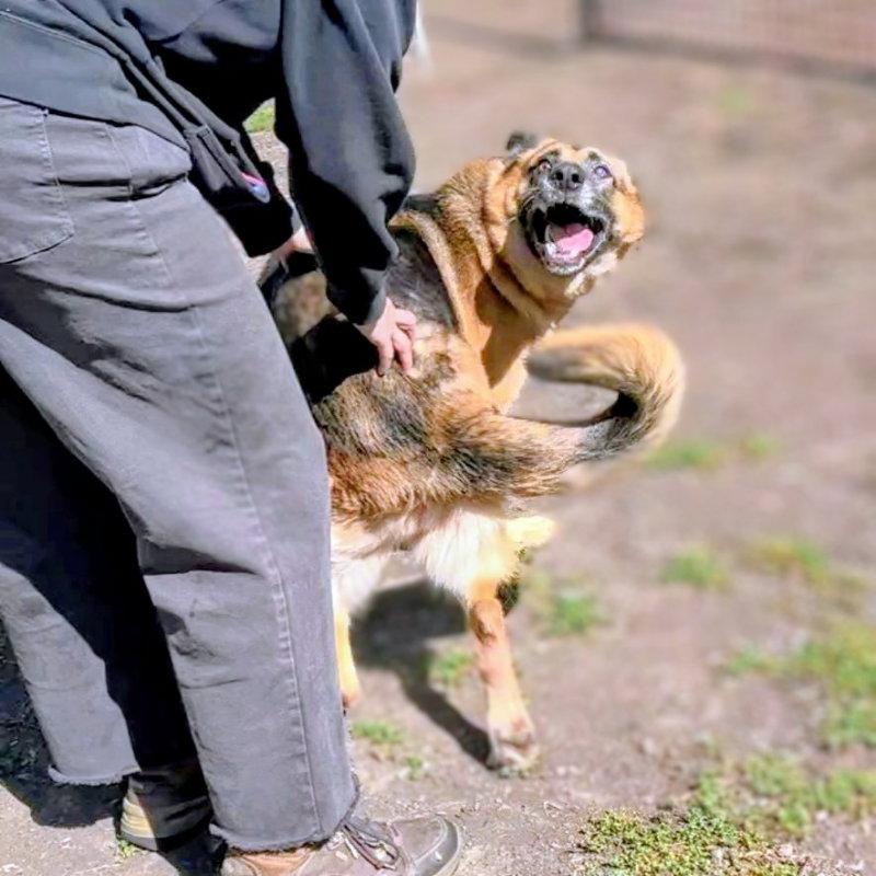 Enlarge Gwen, a Adoptable German Shepherd Dog in Oakland, CA image 1/3