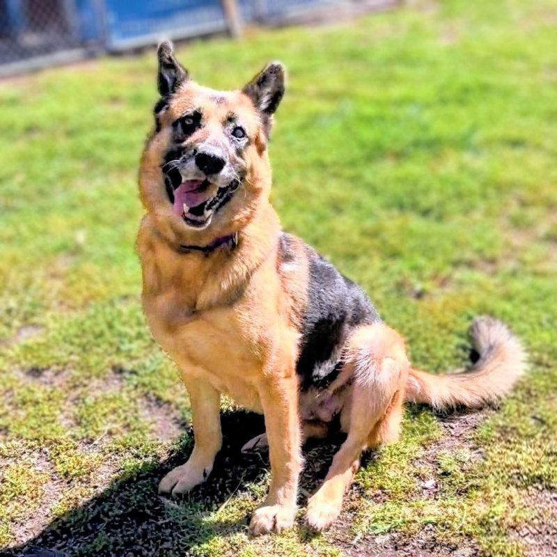 Enlarge Gwen, a Adoptable German Shepherd Dog in Oakland, CA image 2/3