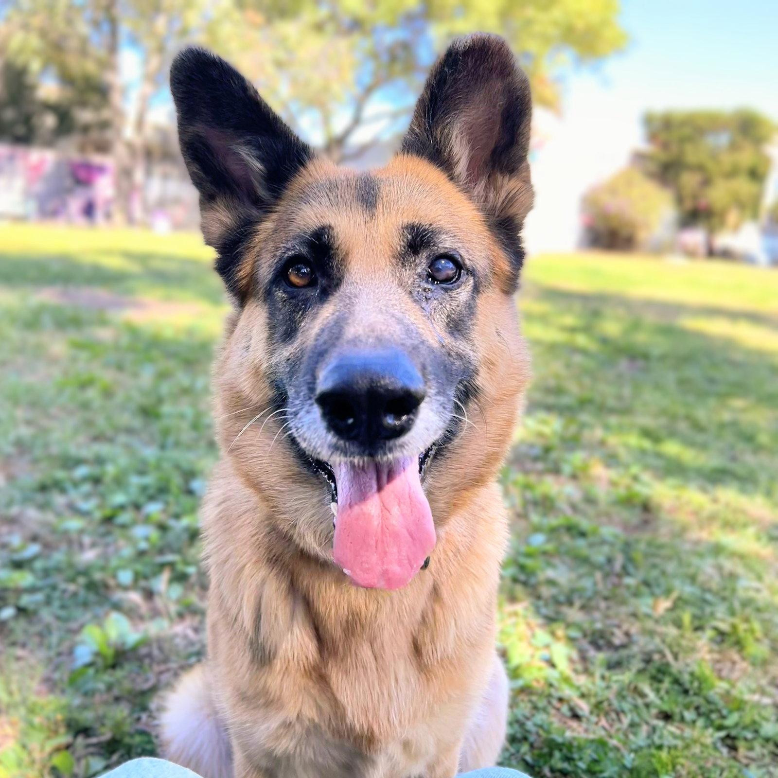 Enlarge Gwen, a Adoptable German Shepherd Dog in Oakland, CA image 3/3