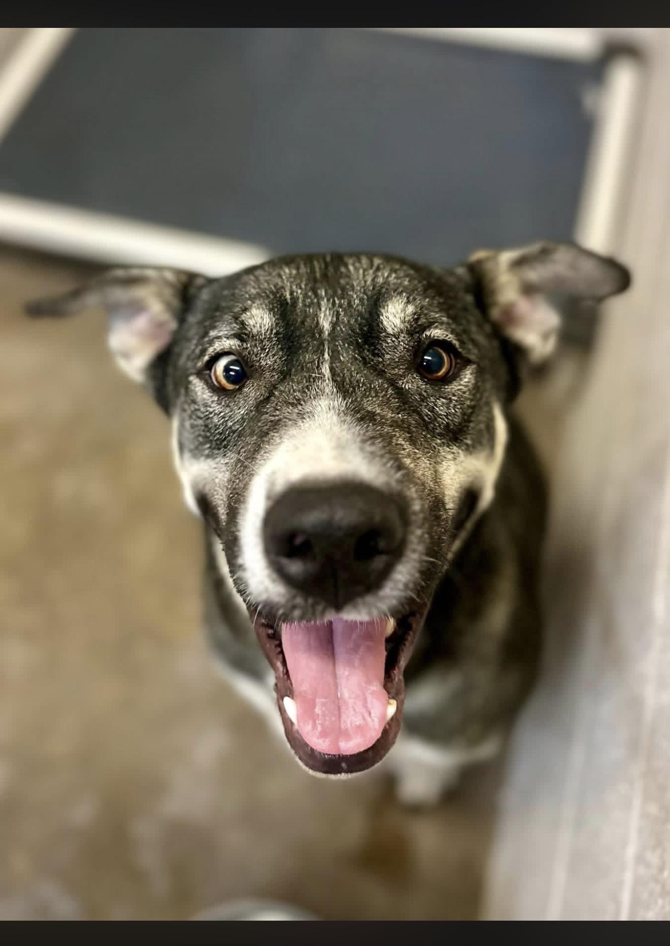 Ranger, ADOPTABLE, Adult Male Dutch Shepherd.