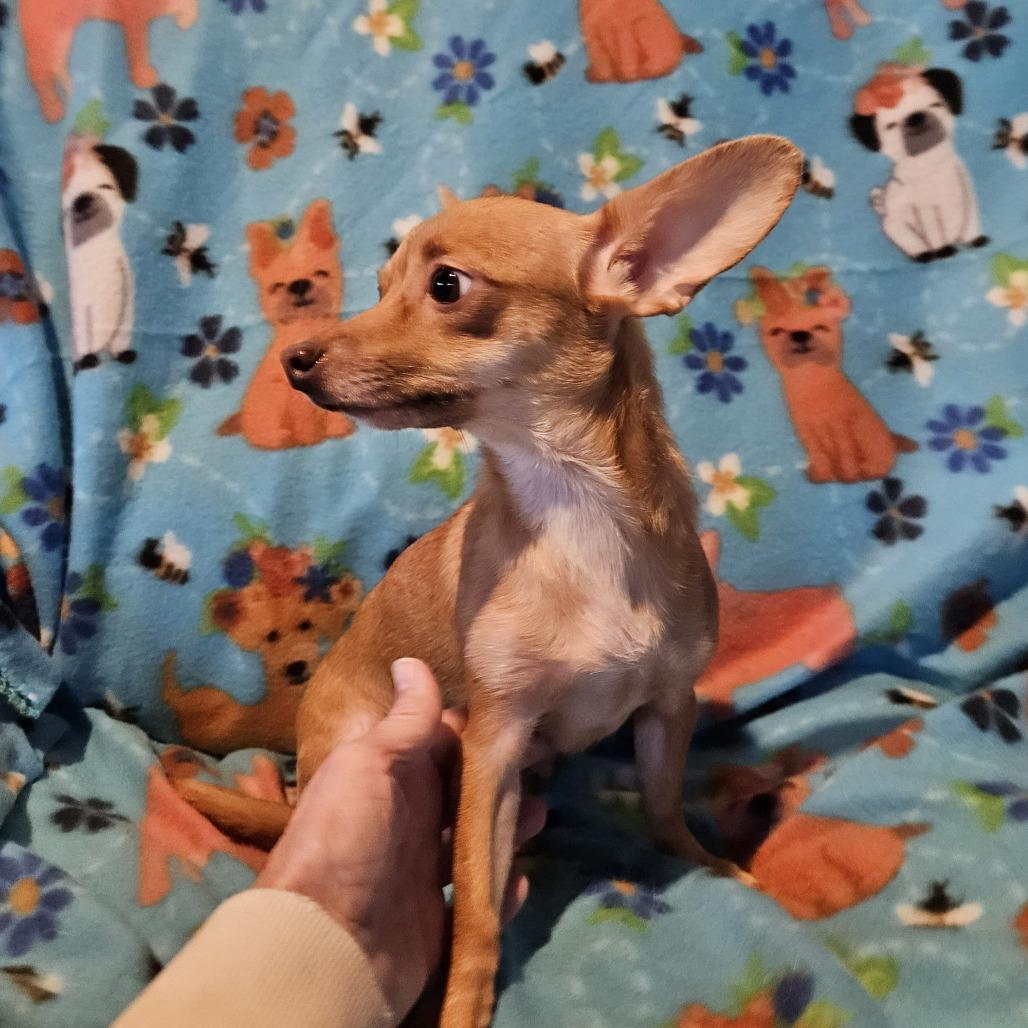 Enlarge Faline, a Adoptable Chihuahua in Normal, IL image 1/6