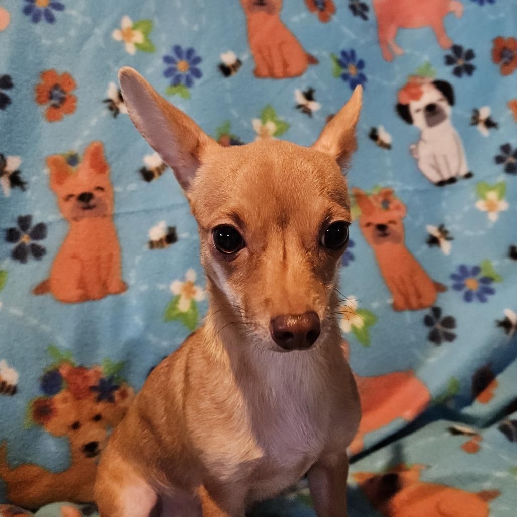 Enlarge Faline, a Adoptable Chihuahua in Normal, IL image 3/6