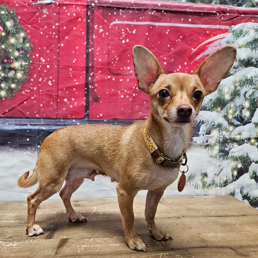 Enlarge Faline, a Adoptable Chihuahua in Normal, IL image 4/6