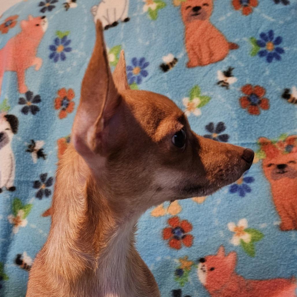 Enlarge Faline, a Adoptable Chihuahua in Normal, IL image 5/6