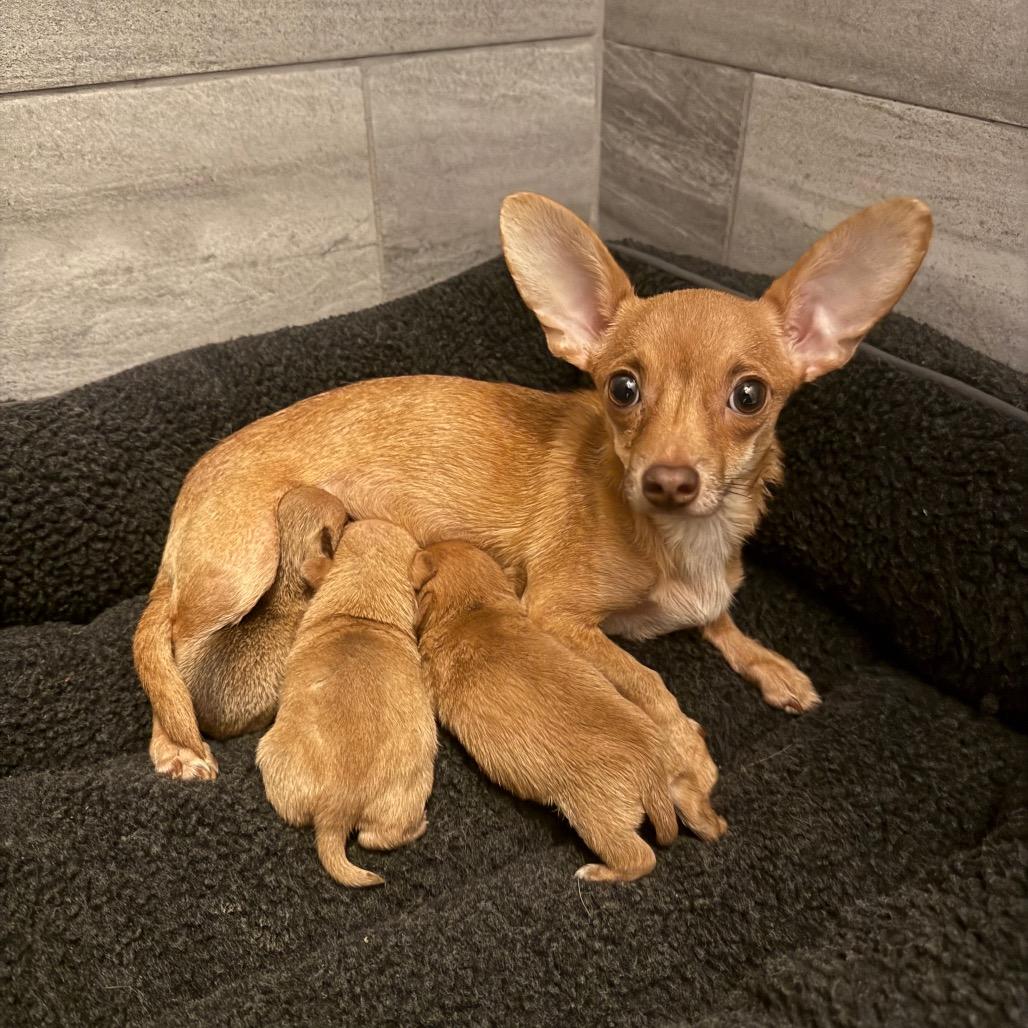 Enlarge Faline, a Adoptable Chihuahua in Normal, IL image 6/6