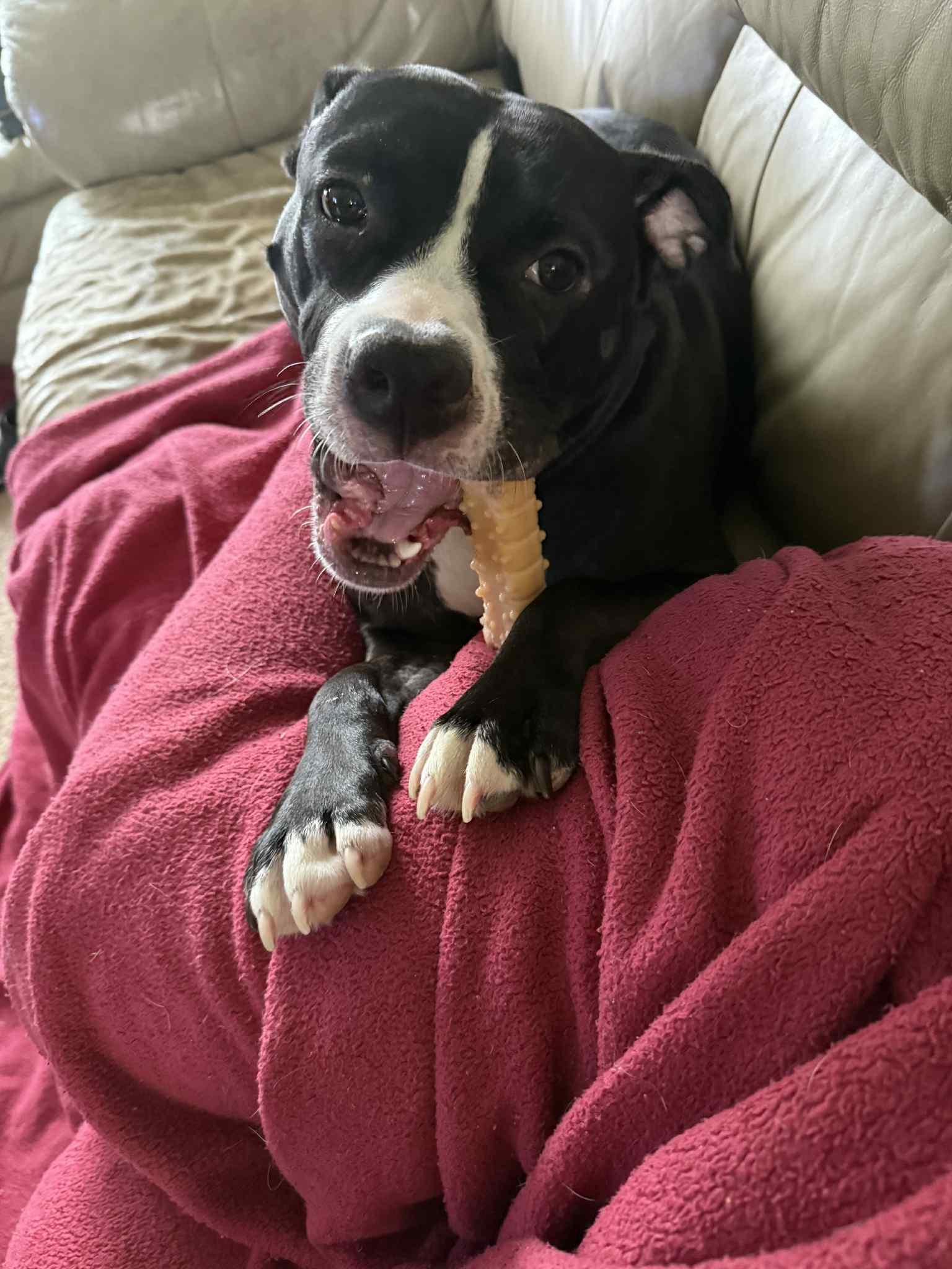 Enlarge Sunflower, a Adoptable mixed breed in Hallstead, PA image 3/4