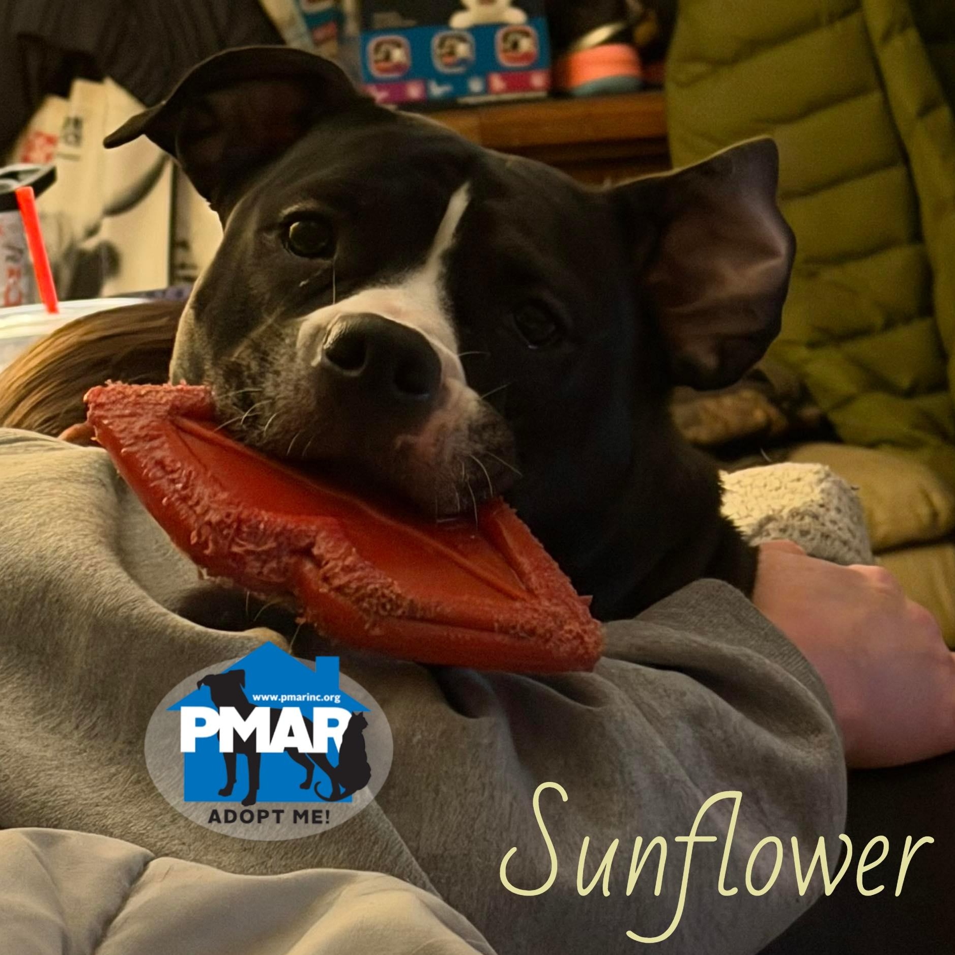 Sunflower, a Adoptable mixed breed in Hallstead, PA image 1/5