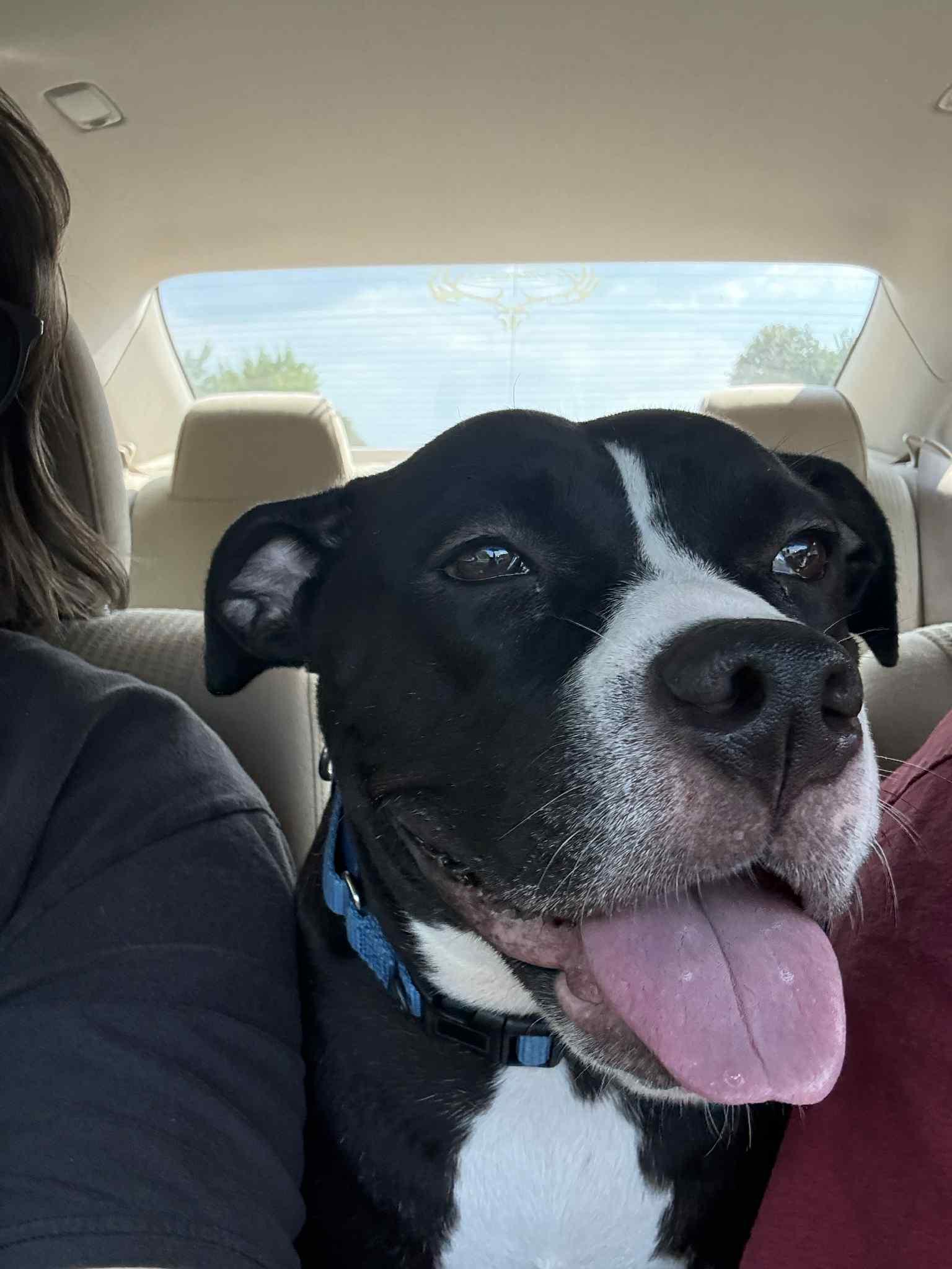 Enlarge Sunflower, a Adoptable mixed breed in Hallstead, PA image 4/4