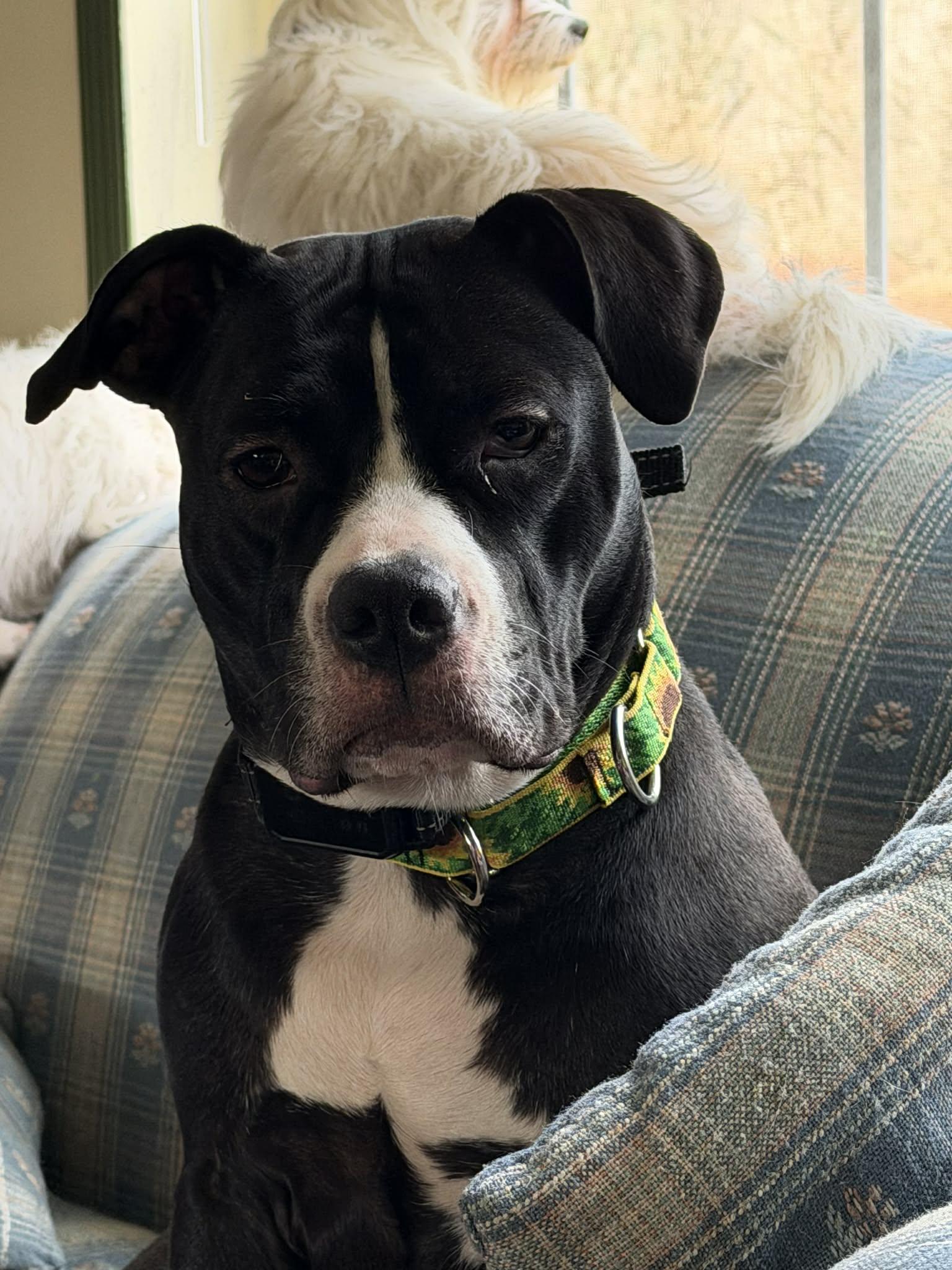 Enlarge Sunflower, a Adoptable mixed breed in Hallstead, PA image 1/4