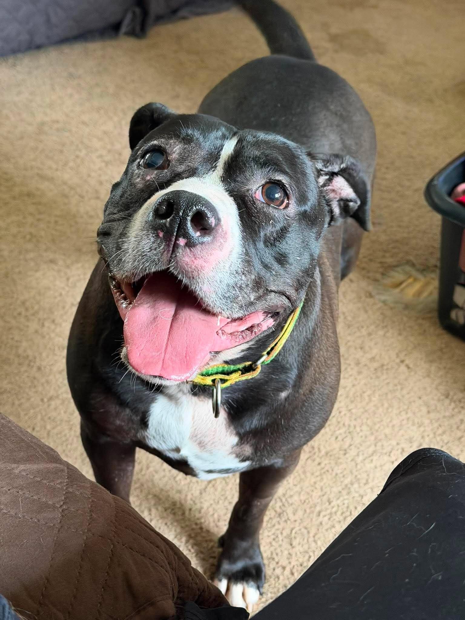 Enlarge Sunflower, a Adoptable mixed breed in Hallstead, PA image 1/6