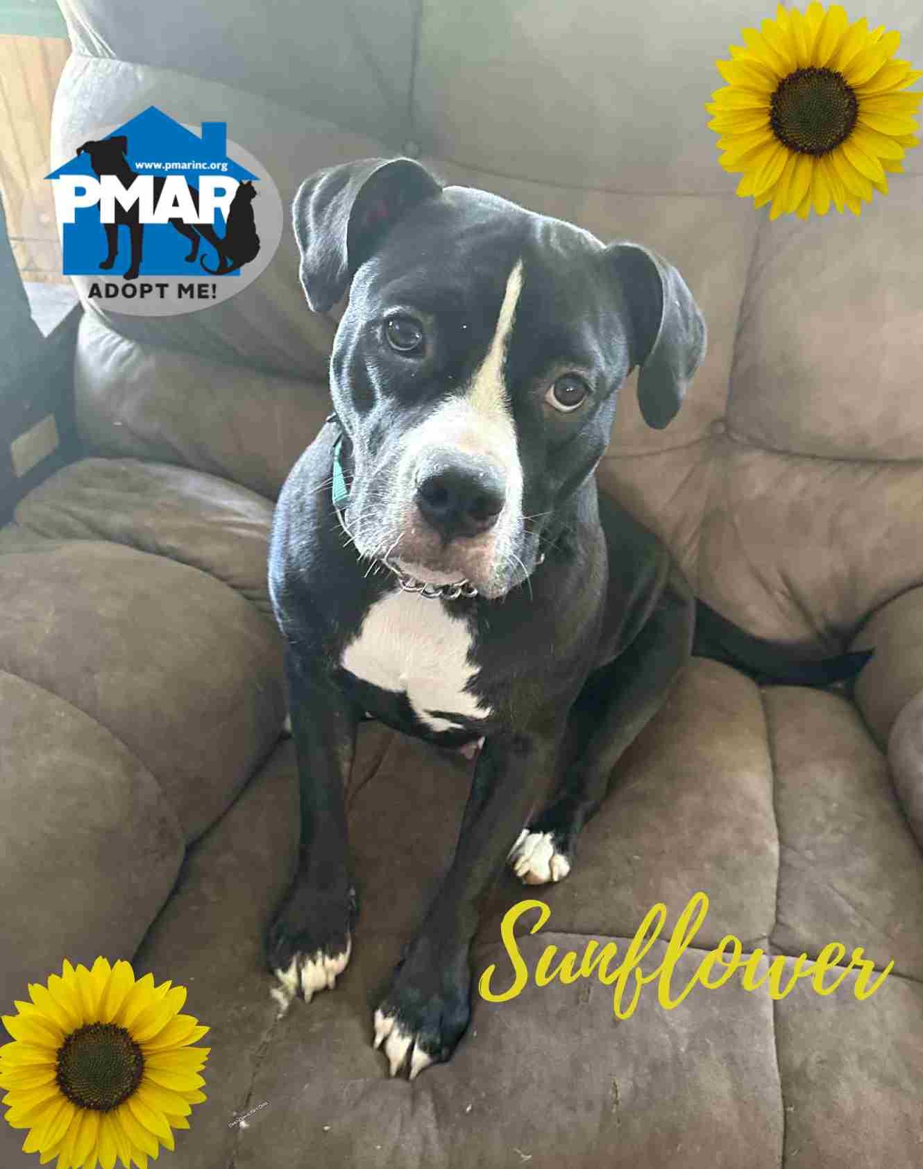 Enlarge Sunflower, a Adoptable mixed breed in Hallstead, PA image 1/1