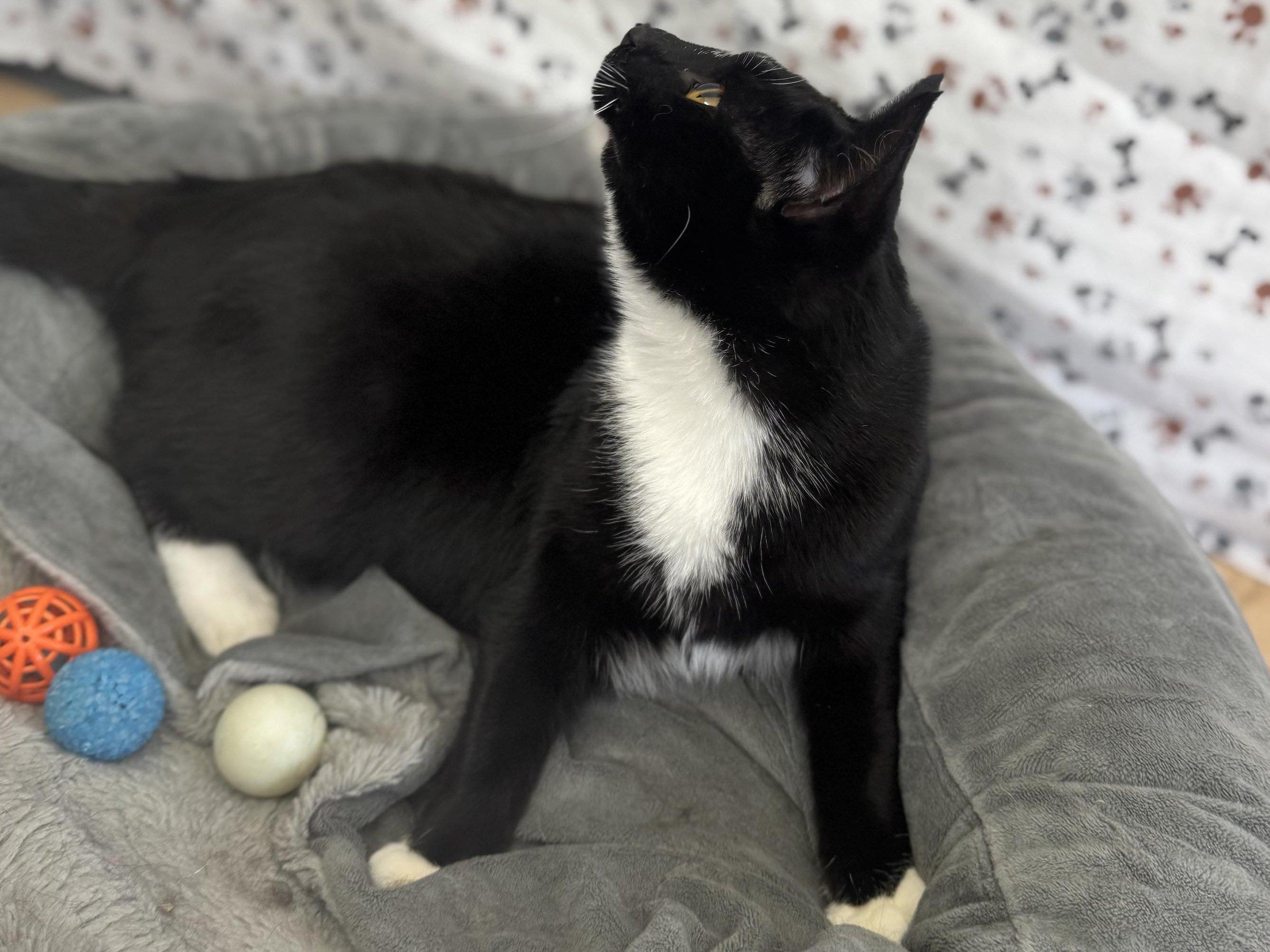 Antares, an adoptable Tuxedo, Domestic Short Hair in Republic, WA, 99166 | Photo Image 4