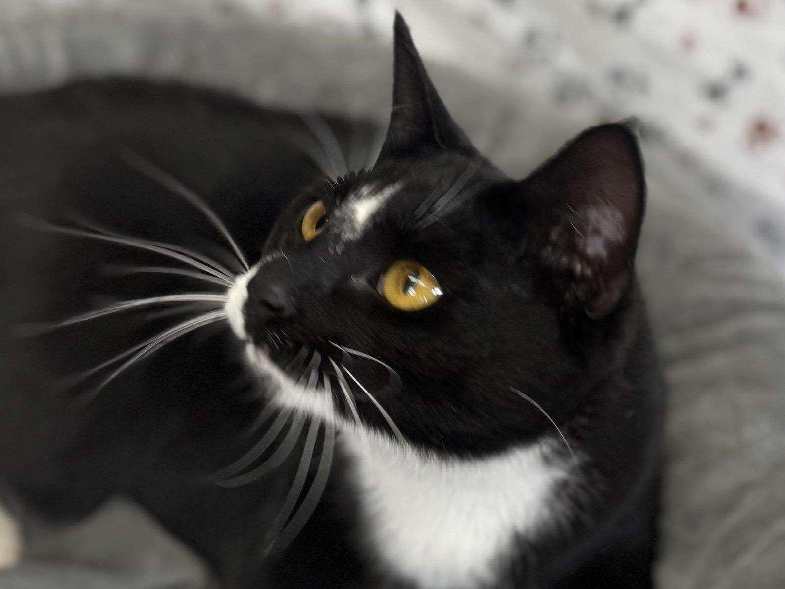 Antares, an adoptable Tuxedo, Domestic Short Hair in Republic, WA, 99166 | Photo Image 5