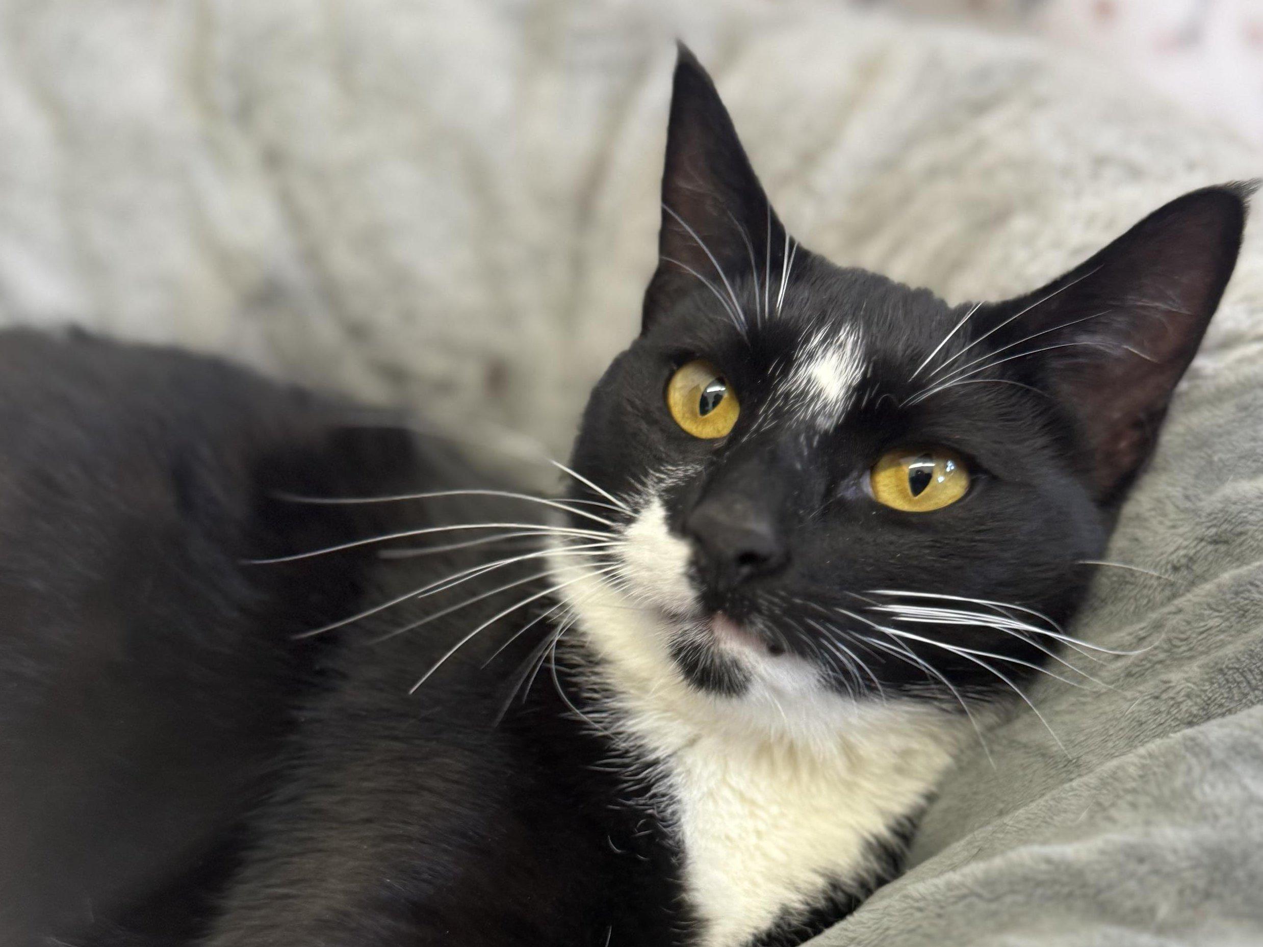 Antares, an adoptable Tuxedo, Domestic Short Hair in Republic, WA, 99166 | Photo Image 3