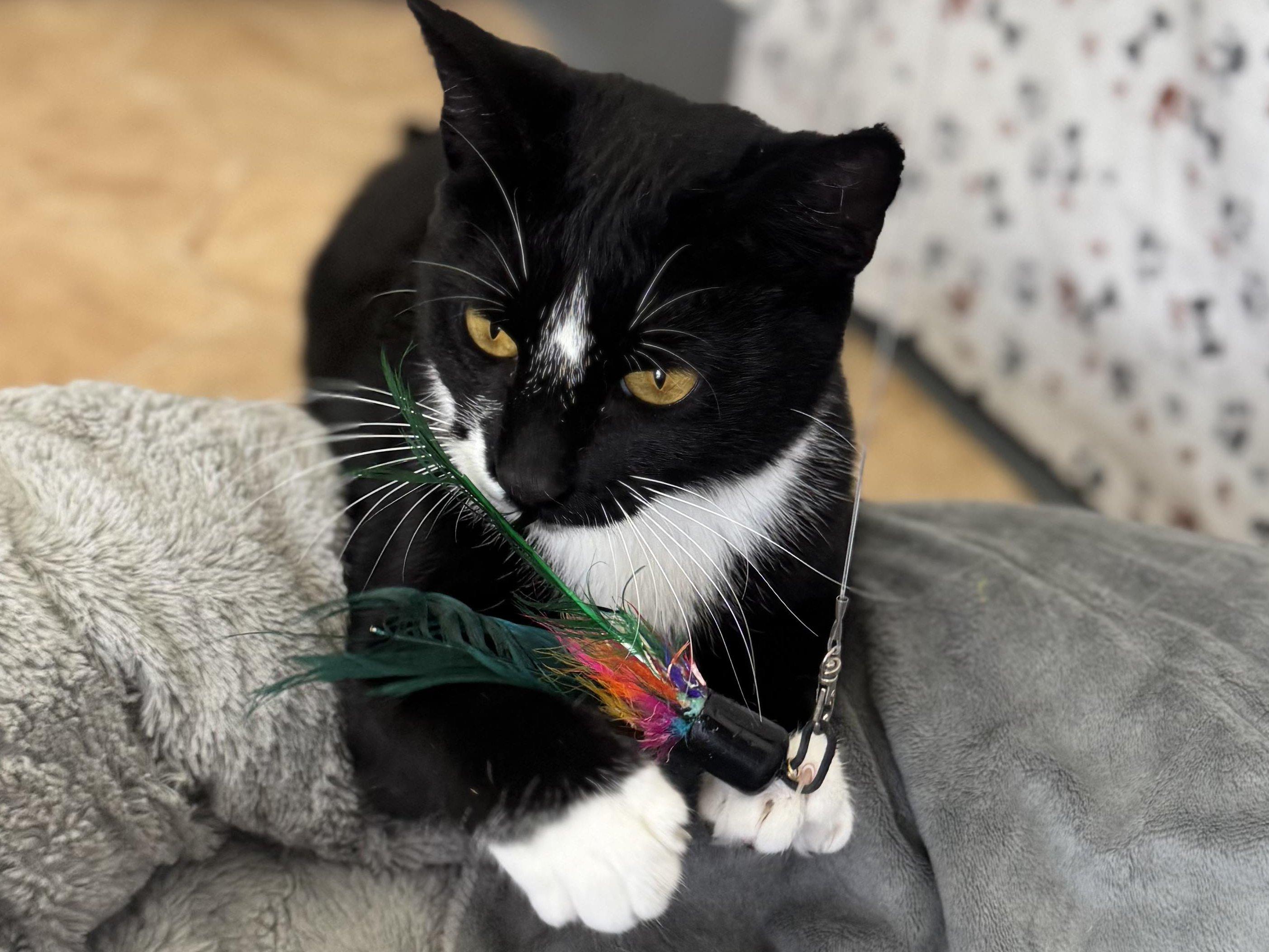 Antares, an adoptable Tuxedo, Domestic Short Hair in Republic, WA, 99166 | Photo Image 2