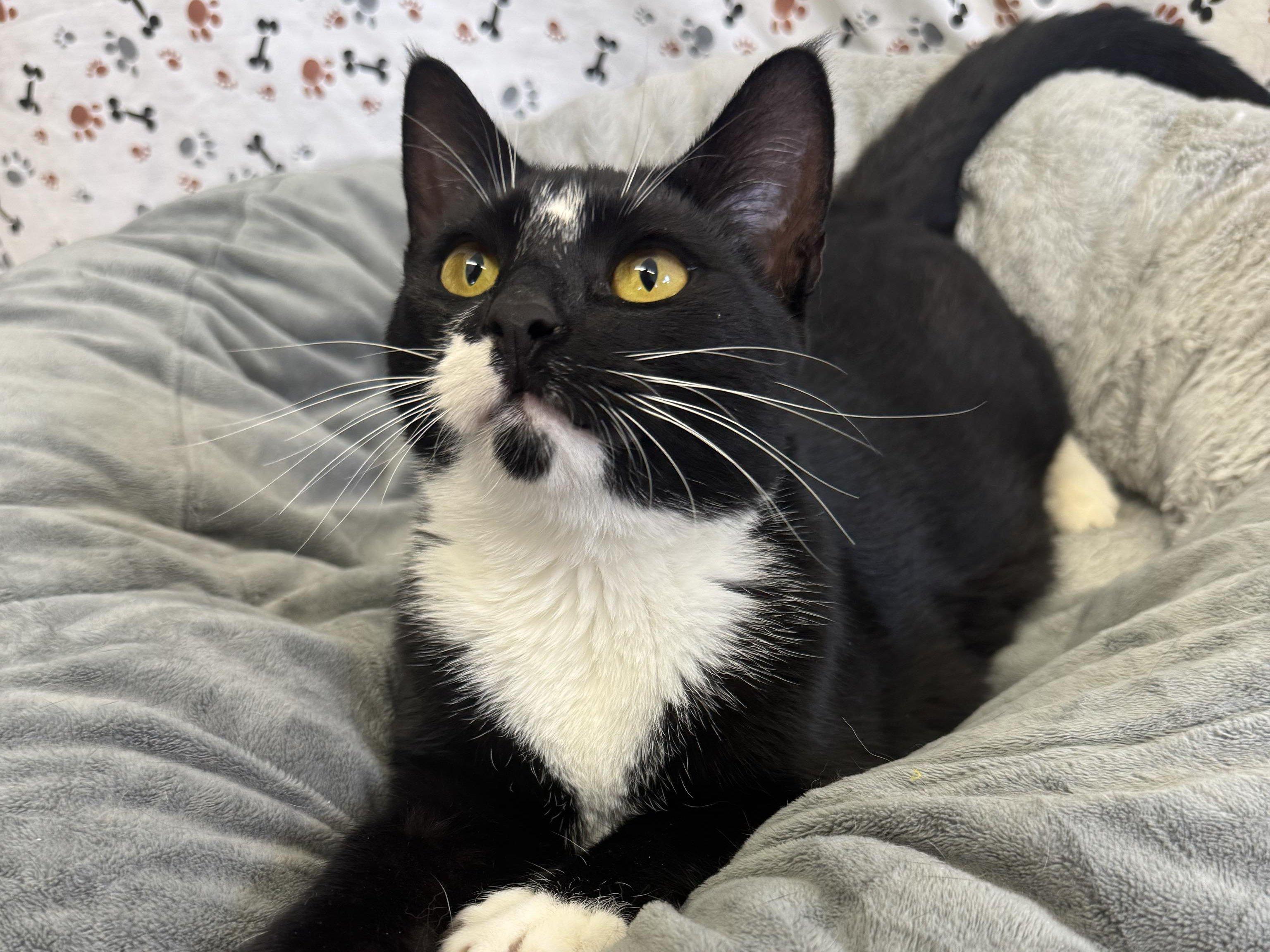 Antares, an adoptable Tuxedo, Domestic Short Hair in Republic, WA, 99166 | Photo Image 1