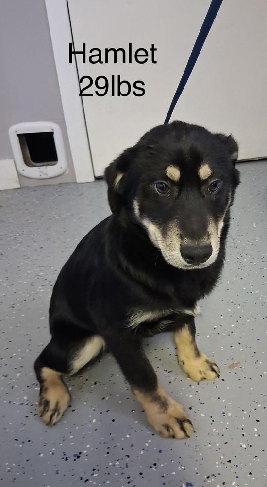 Enlarge Hamlet, a Adoptable mixed breed in Irwin, PA image 1/1