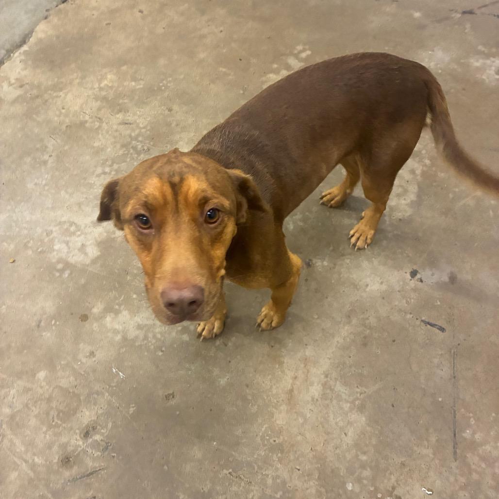 Scooby, Adoptable, Adult Male Mixed Breed.