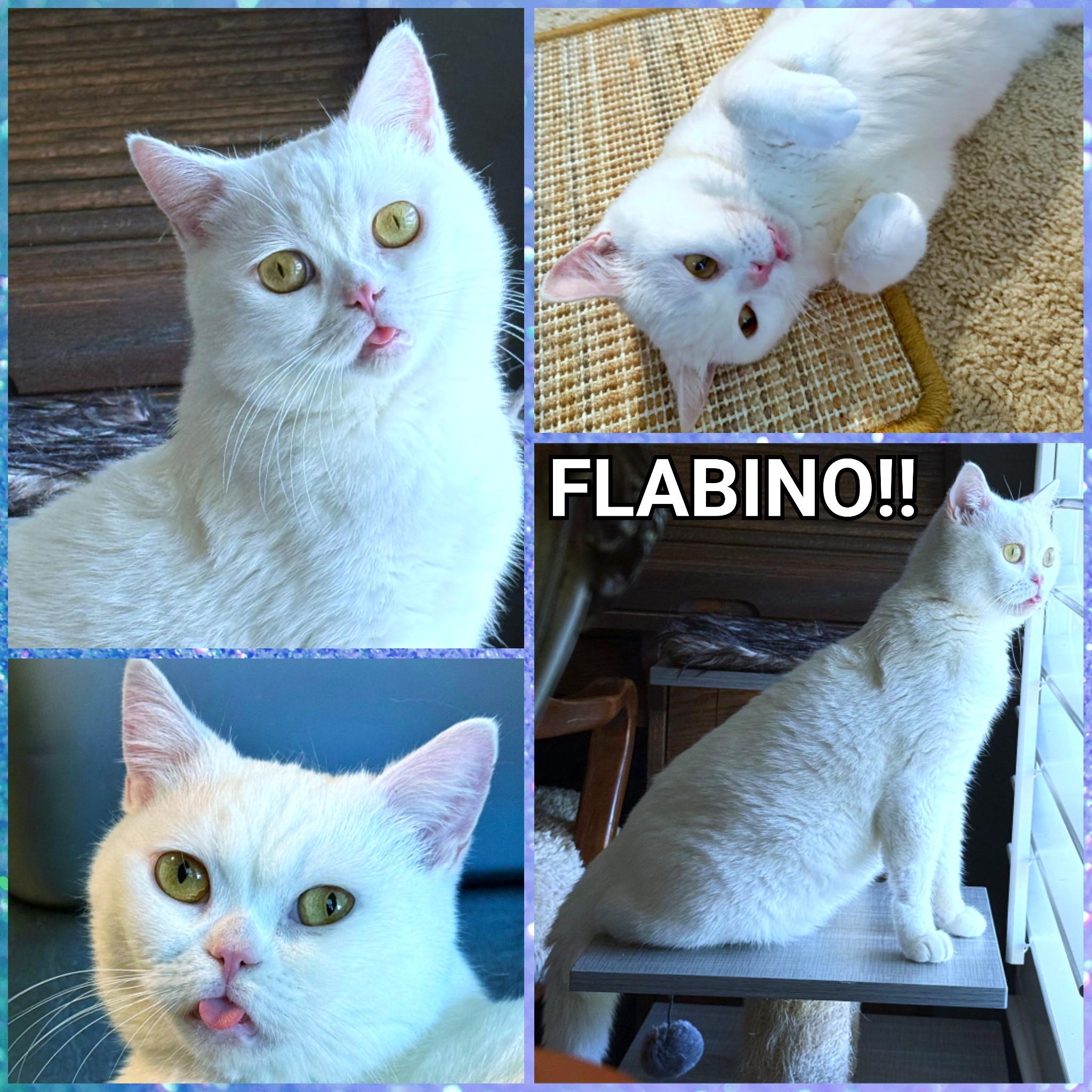 Enlarge Flabino (aka Beanie), a ADOPTABLE British Shorthair in Converse, TX image 6/6