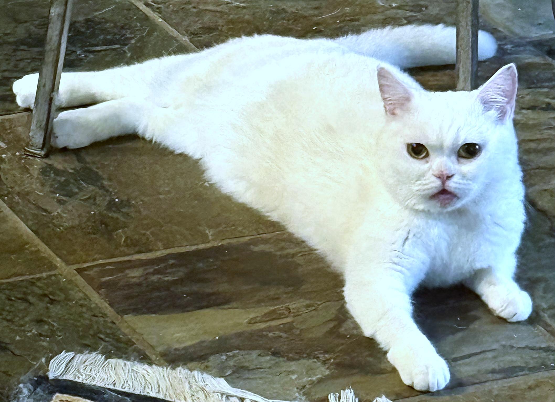 Enlarge Flabino (aka Beanie), a ADOPTABLE British Shorthair in Converse, TX image 2/6