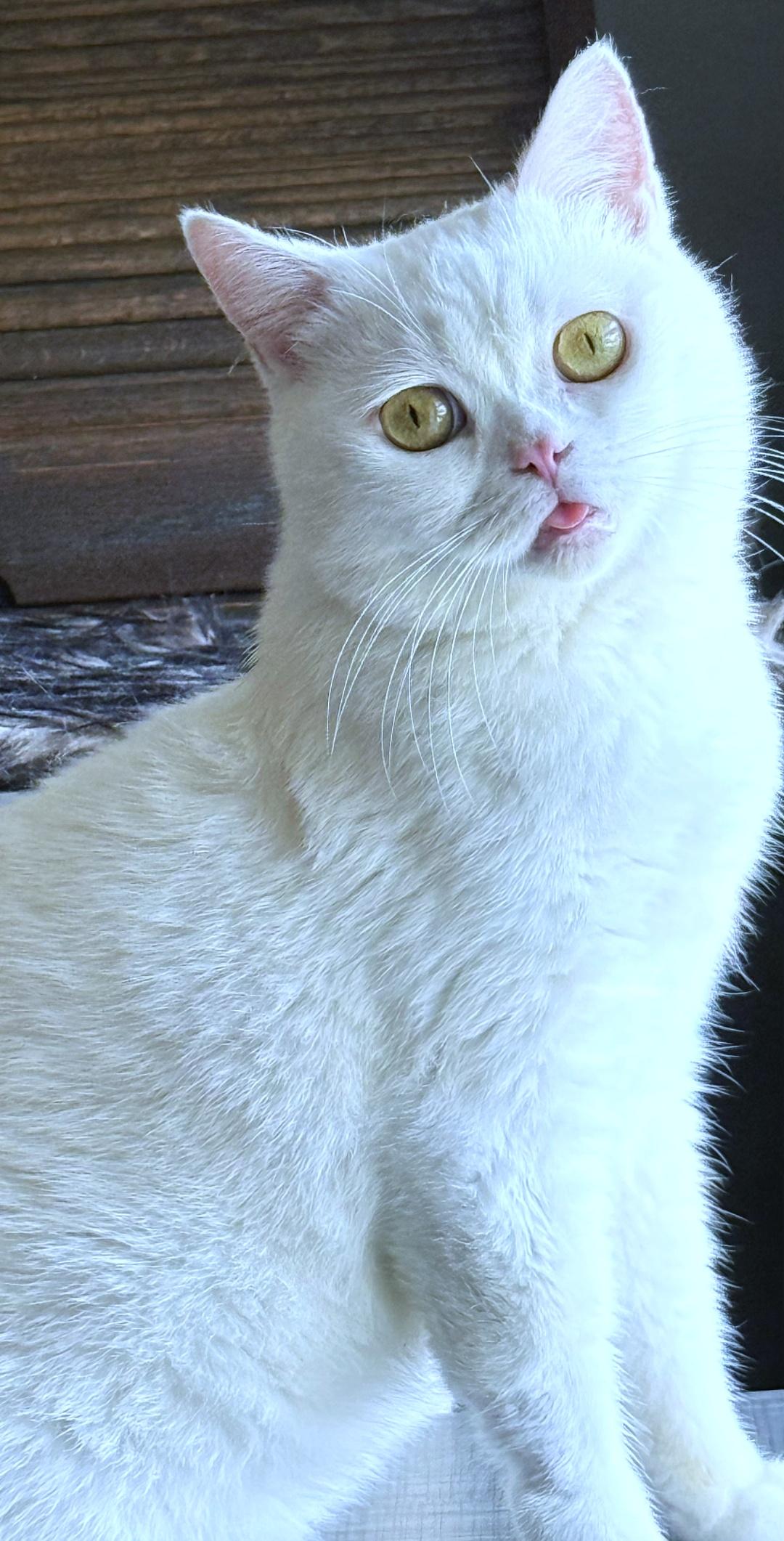 Enlarge Flabino (aka Beanie), a ADOPTABLE British Shorthair in Converse, TX image 3/6