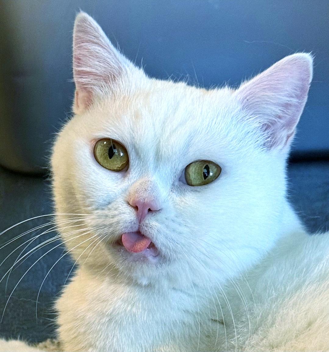 Flabino (aka Beanie), ADOPTABLE, Young Male British Shorthair.