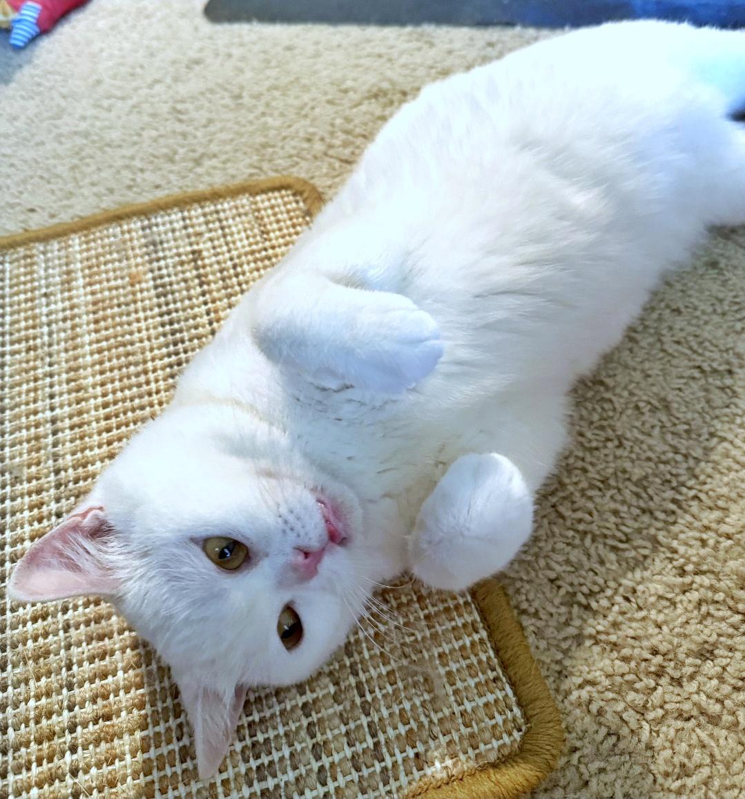 Enlarge Flabino (aka Beanie), a ADOPTABLE British Shorthair in Converse, TX image 4/6