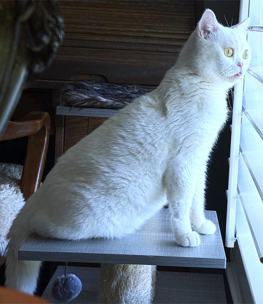Enlarge Flabino (aka Beanie), a ADOPTABLE British Shorthair in Converse, TX image 5/6