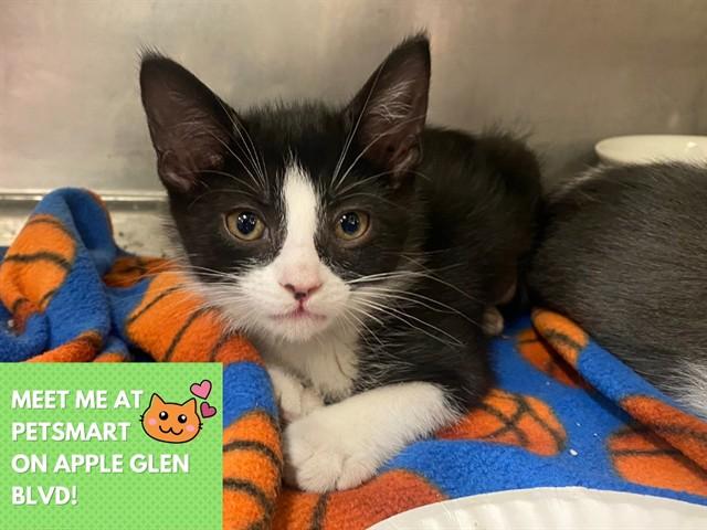 CHALK BOARD, Adoptable, Kitten Male Domestic Short Hair.