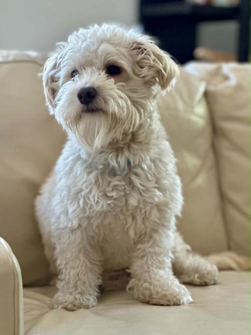 Pierre Jacques, a ADOPTABLE mixed breed in Pittsburg, CA image 2/3