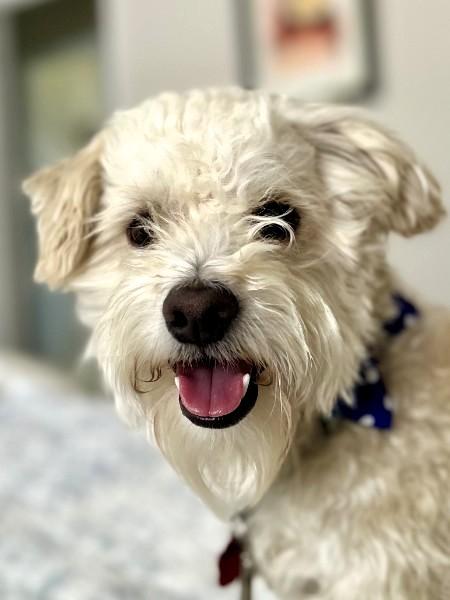 Pierre Jacques, ADOPTABLE, Young Male Poodle & Terrier.