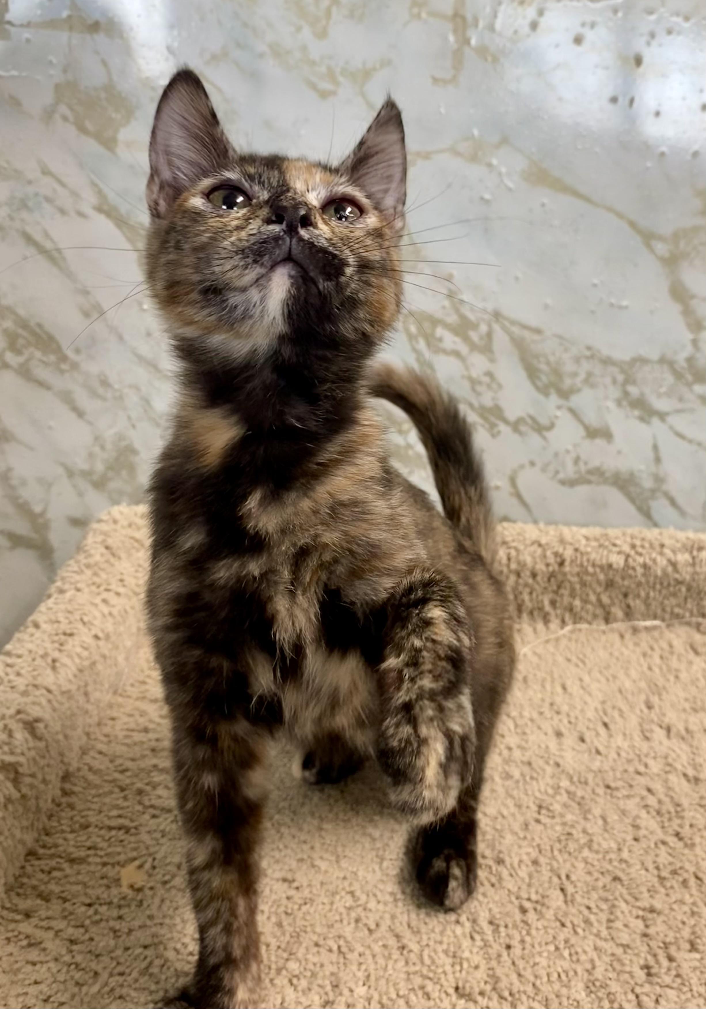 GOLDWYN, Adoptable, Kitten Female Tortoiseshell.