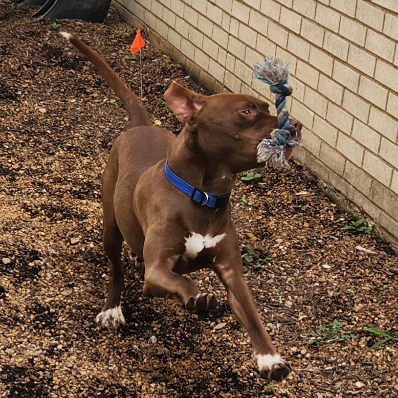 Kato Lee, Adoptable, Adult Male Terrier.