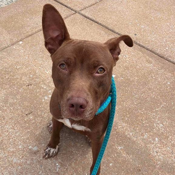 Kato Lee, a Adoptable Terrier in St. Louis, MO image 2/6