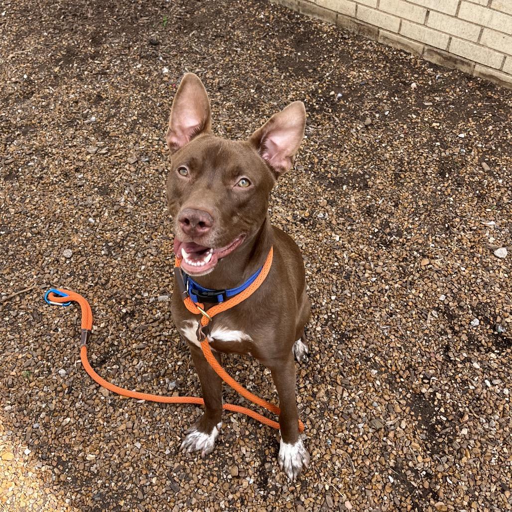 Kato Lee, a Adoptable Terrier in St. Louis, MO image 3/6