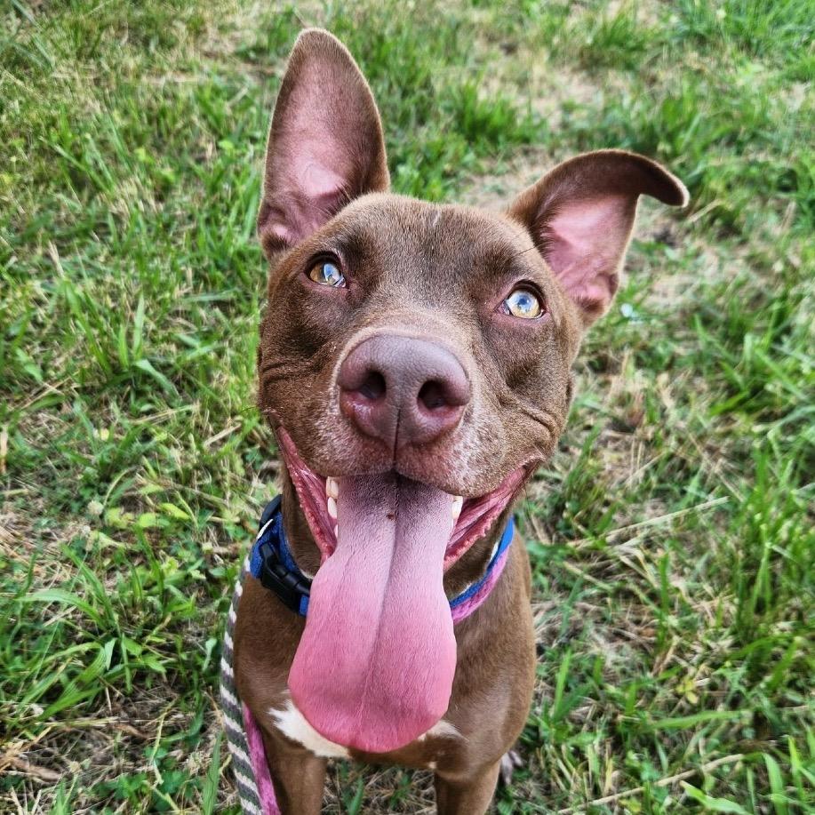 Kato Lee, a Adoptable Terrier in St. Louis, MO image 5/6
