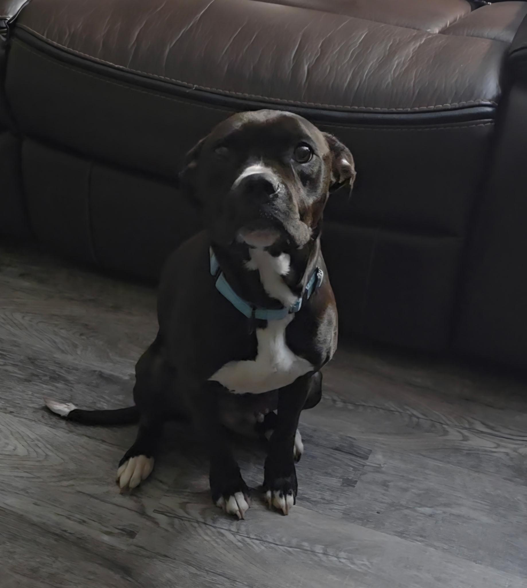 Enlarge Athena, an adopted mixed breed in Klamath Falls, OR image 1/5