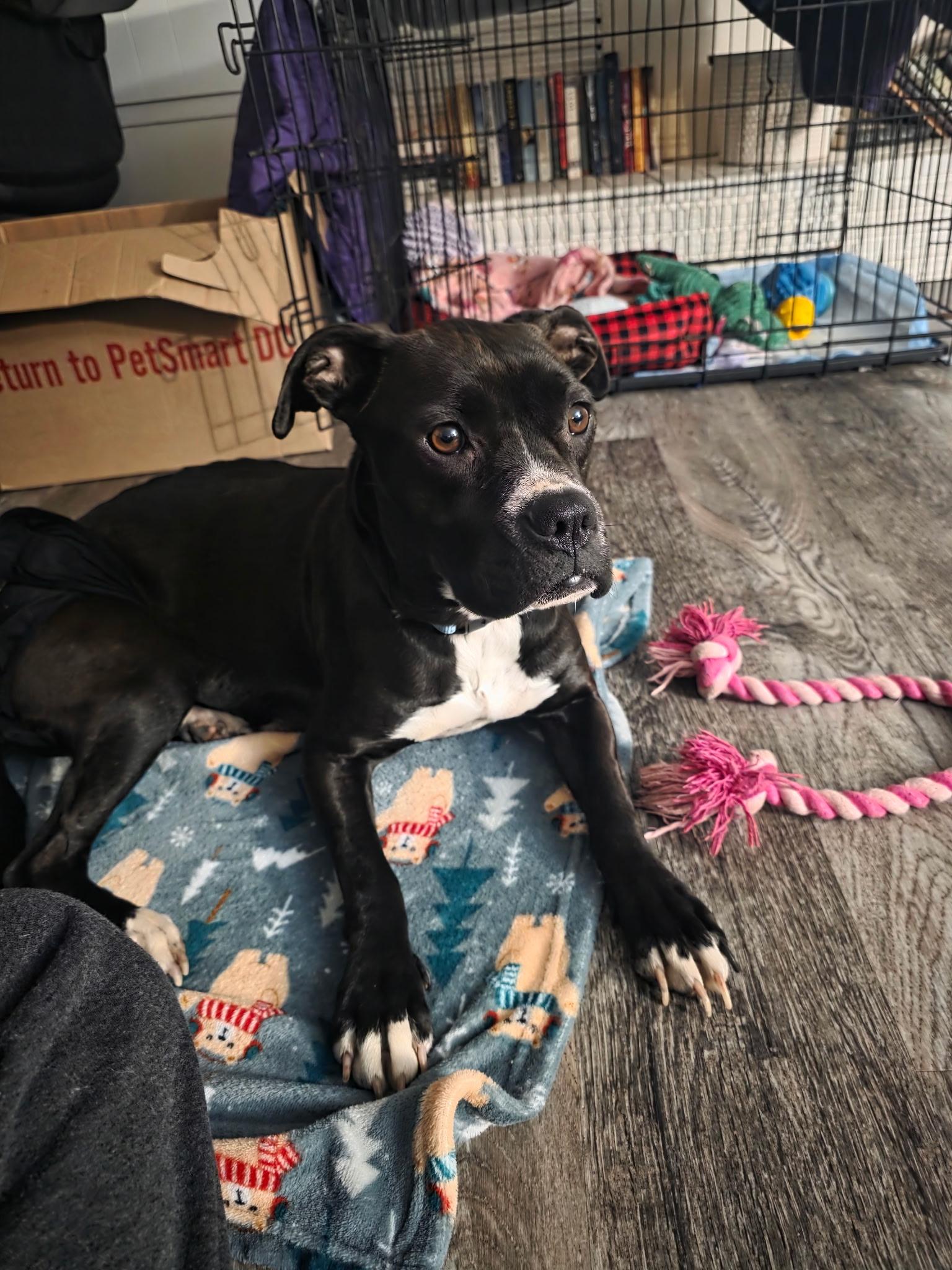 Enlarge Athena, an adopted mixed breed in Klamath Falls, OR image 5/5