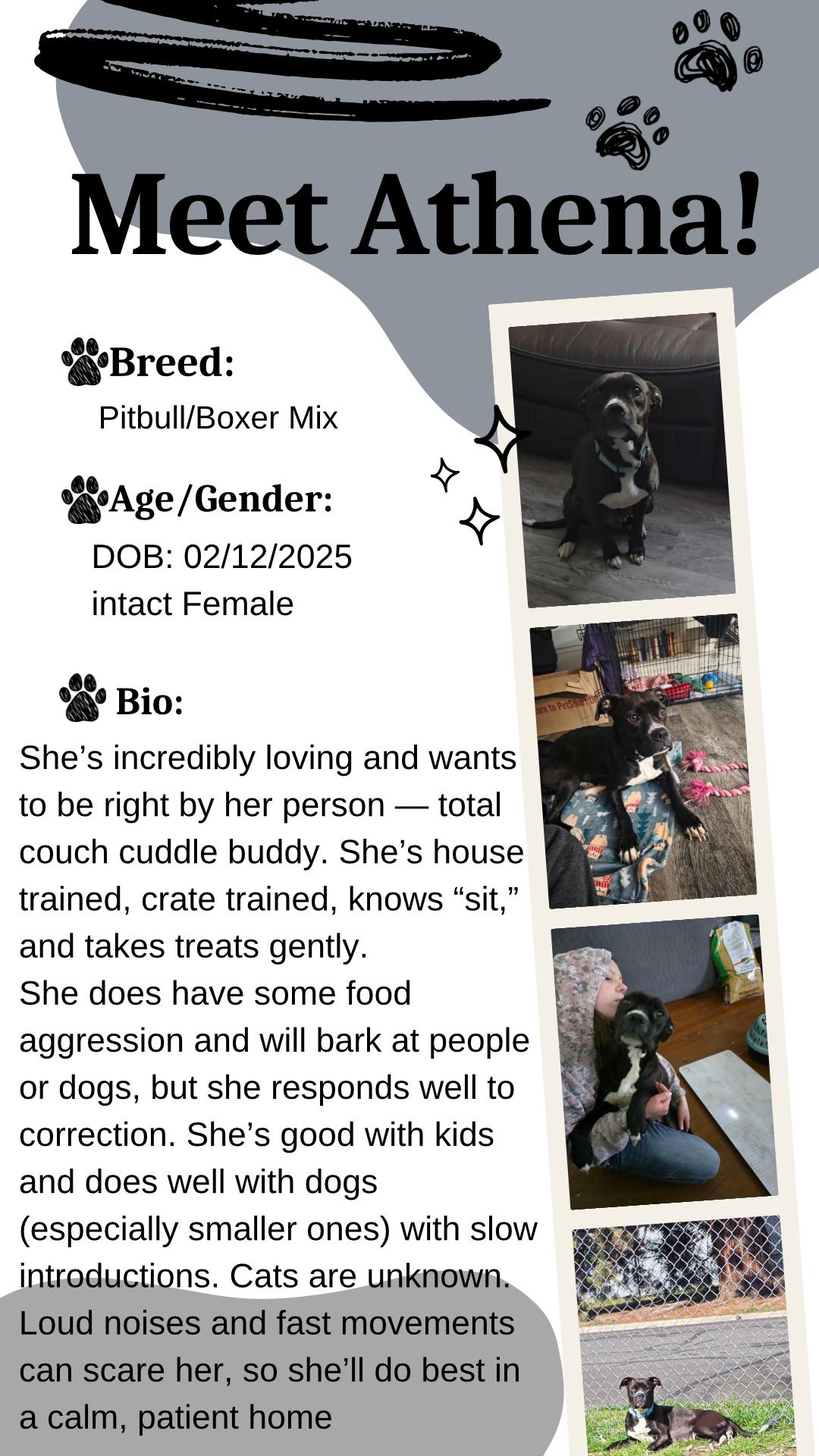 Enlarge Athena, an adopted mixed breed in Klamath Falls, OR image 2/5
