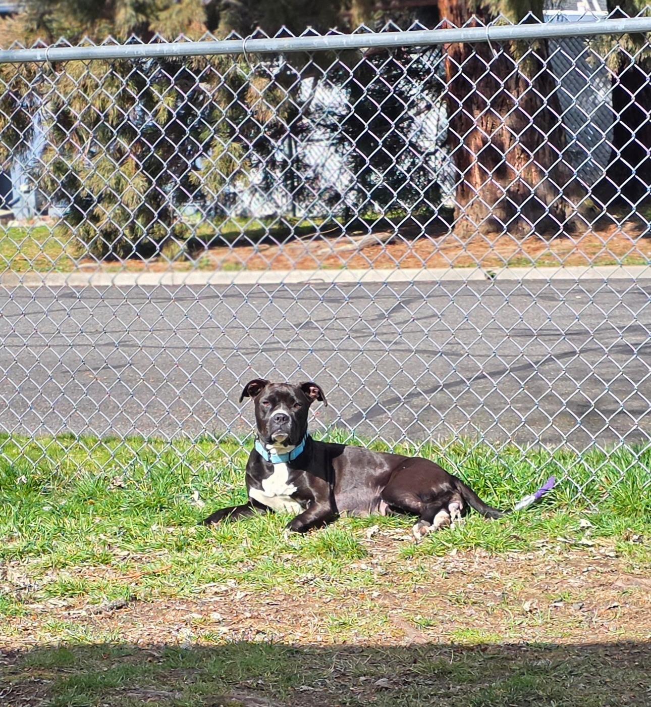 Enlarge Athena, an adopted mixed breed in Klamath Falls, OR image 3/5
