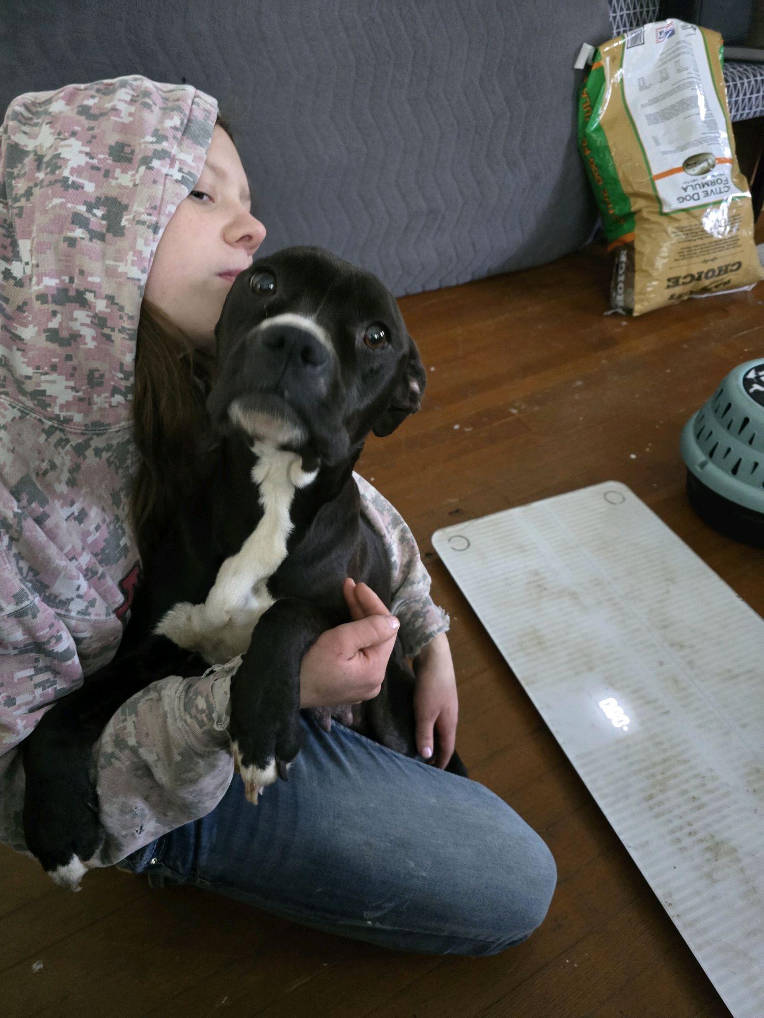 Enlarge Athena, an adopted mixed breed in Klamath Falls, OR image 4/5