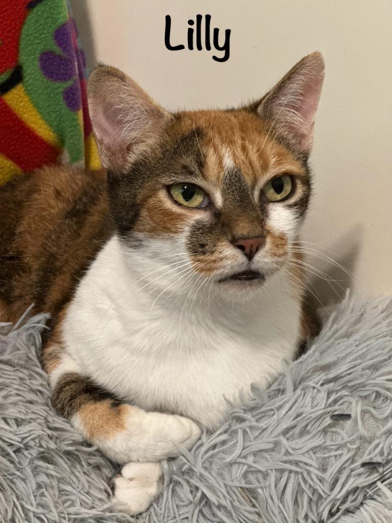 Lilly, Adoptable, Senior Female Domestic Short Hair.