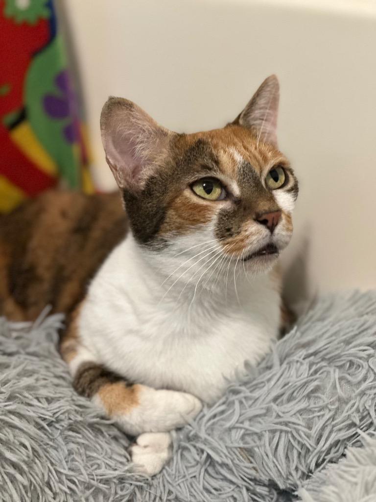 Enlarge Lilly, a Adoptable mixed breed in Hoover , AL image 2/4