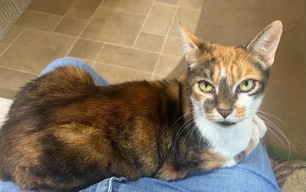 Enlarge Lilly, a Adoptable mixed breed in Hoover , AL image 4/4