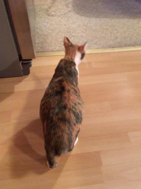 Enlarge Lilly, a Adoptable mixed breed in Hoover , AL image 4/4