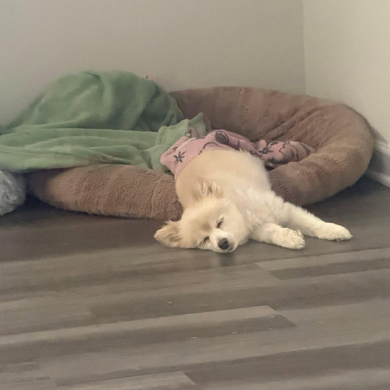 Molly, adopted, Senior Female Pomeranian.
