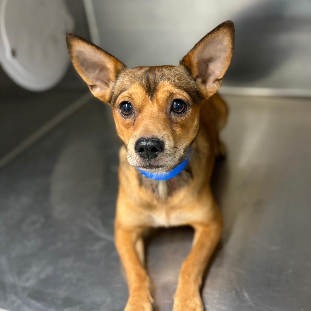 Enlarge Diego, a Adoptable mixed breed in Ardmore, OK image 1/1