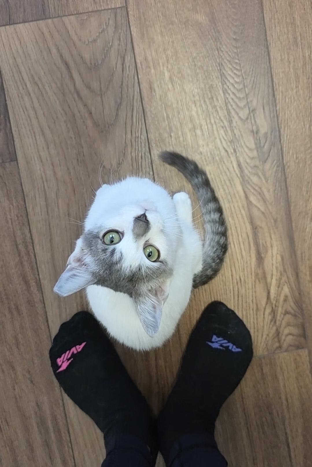 Enlarge Pistachio, a Adopted Domestic Short Hair in Wilmington, NC image 3/4